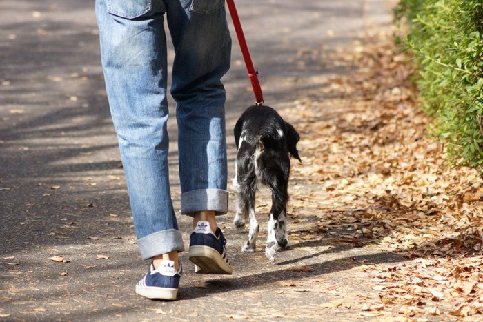 歩く犬と人の後ろ姿