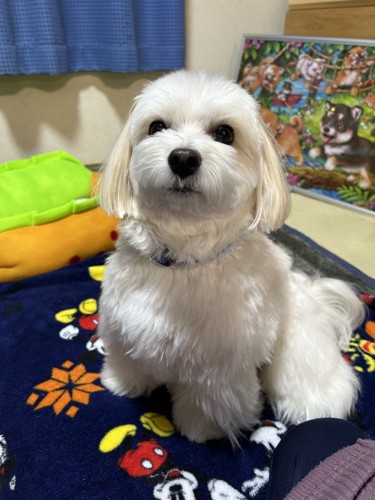 ショコラ