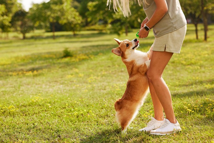 公園で遊ぶ犬と飼い主