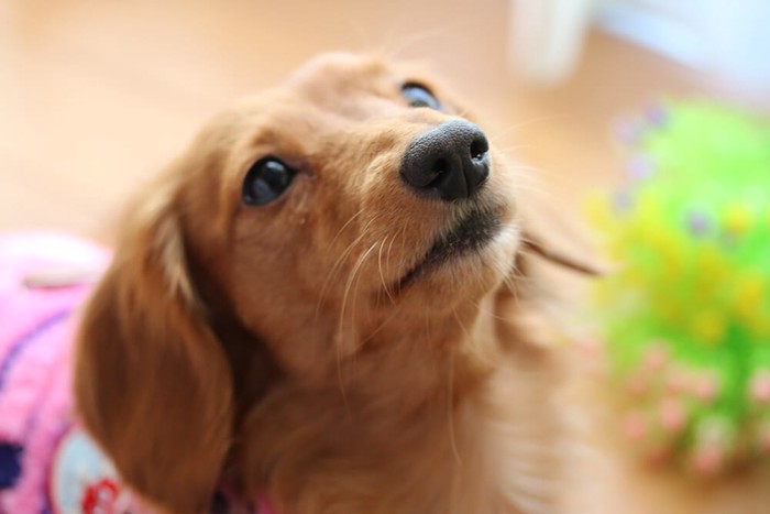 室内で飼っている犬