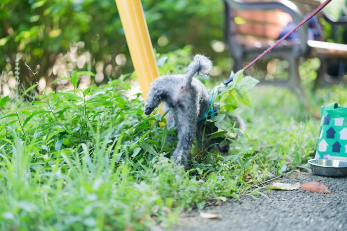 おしっこするトイプードル