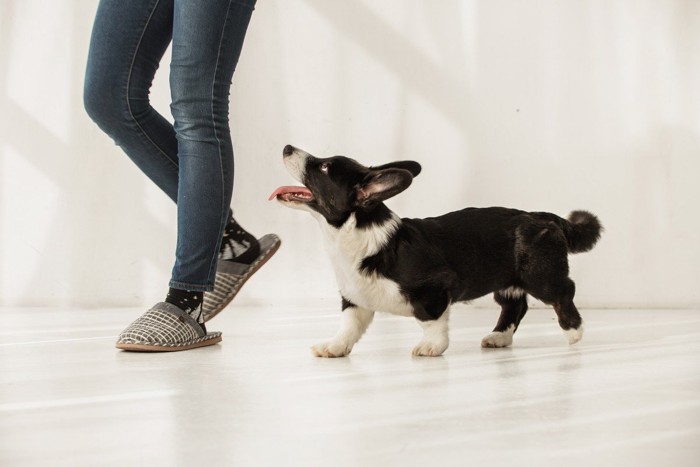 足元で上を見上げる犬