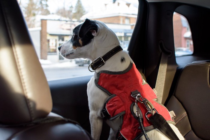 車内で待つ犬、赤いハーネス