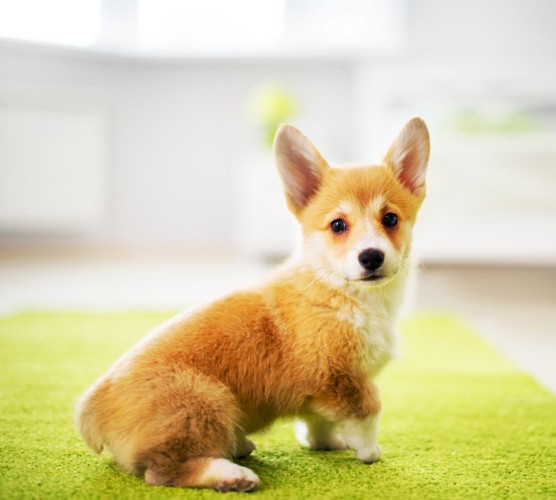 コーギーの子犬のお尻