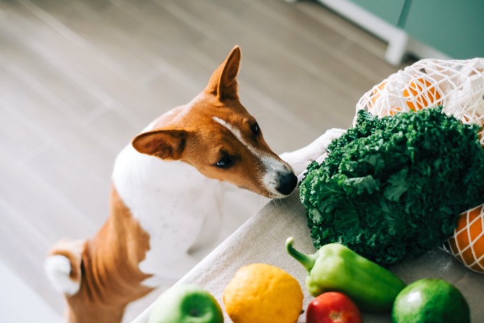 野菜を見る犬