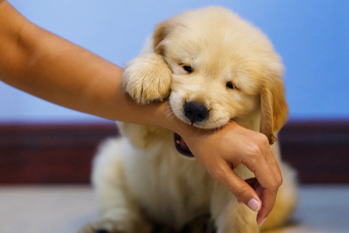 人の手に噛みつく犬