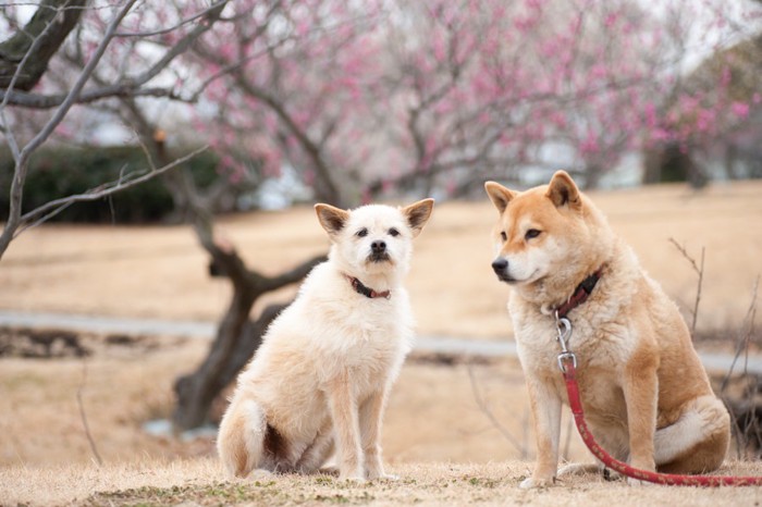 お散歩中の二匹の犬