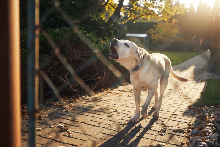 フェンス内から吠える犬