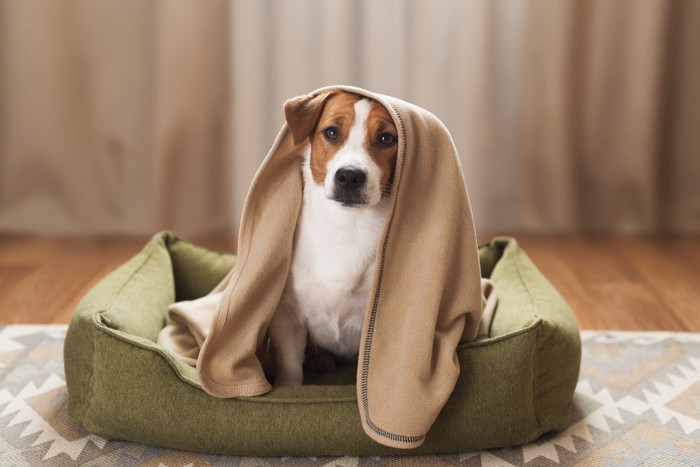 くつろぐ犬