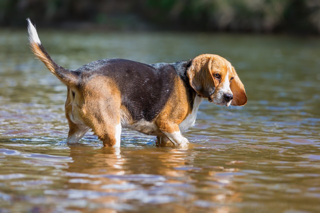 泳ぎが苦手な犬のビーグル