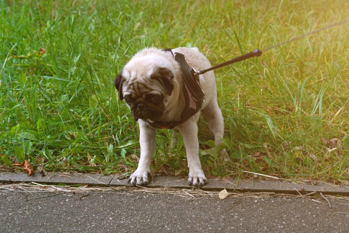 散歩で上手く歩けない犬