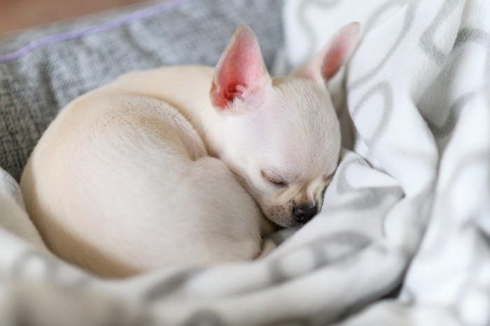 丸まるように眠る子犬