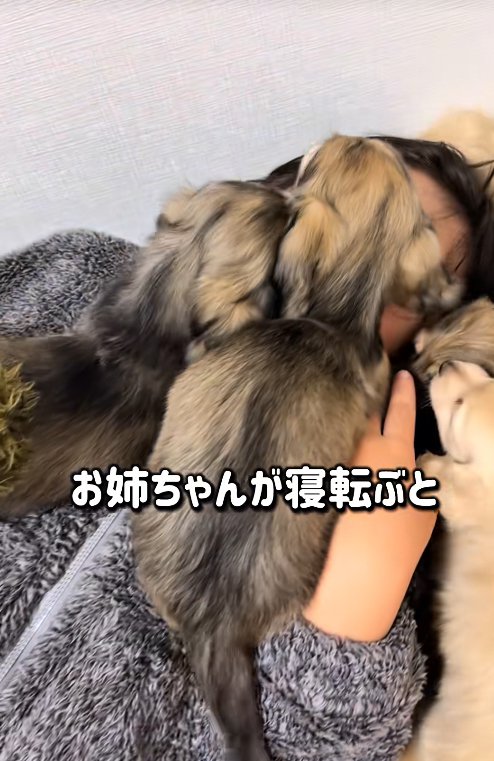 寝転がる子供に群がる小型犬たち