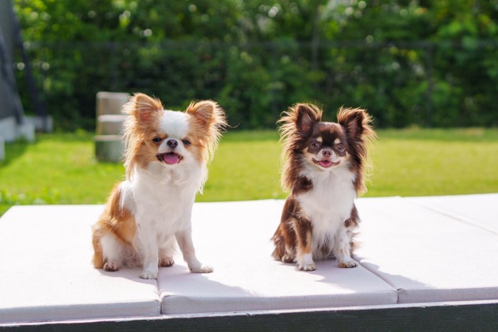 2匹のチワワ