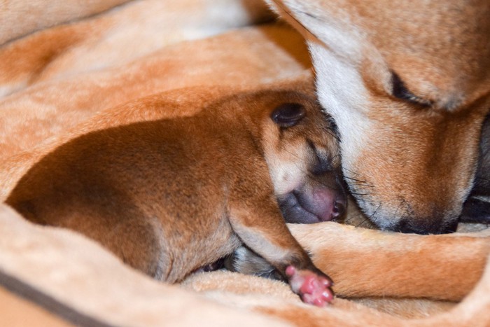 柴犬、成犬と子犬