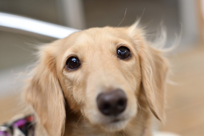 上目遣いで見つめる犬