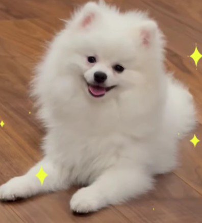 お顔も真っ白♡