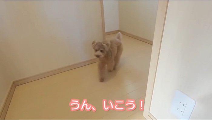 カメラに向かって走ってくる犬