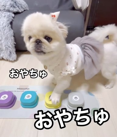 トーキングボタンでおやつを連呼するペキニーズ