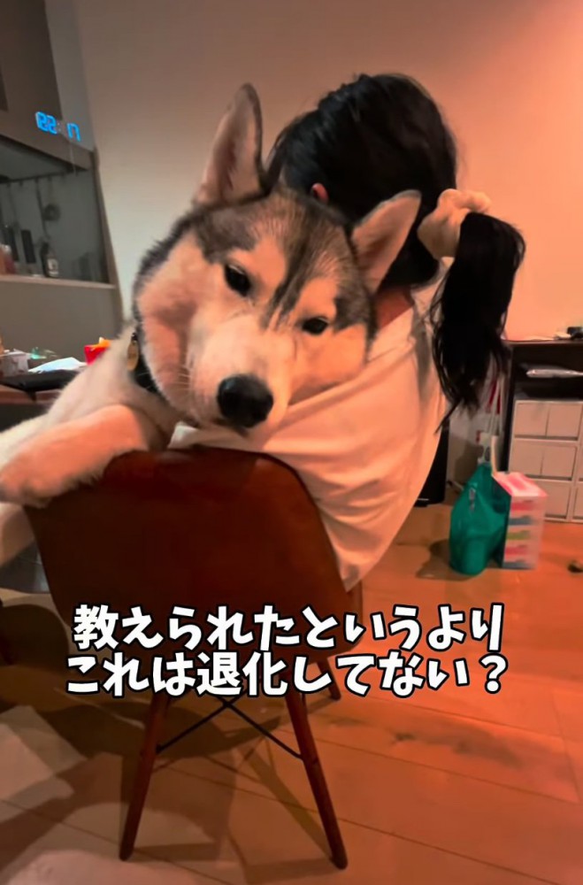 抱っこされる大型犬