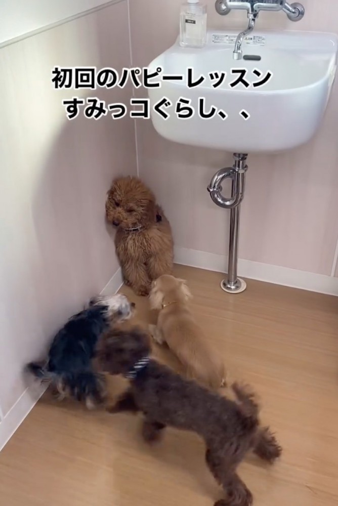 部屋の隅っこの犬