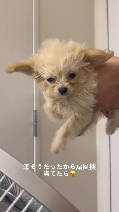 空中で犬かきをする犬