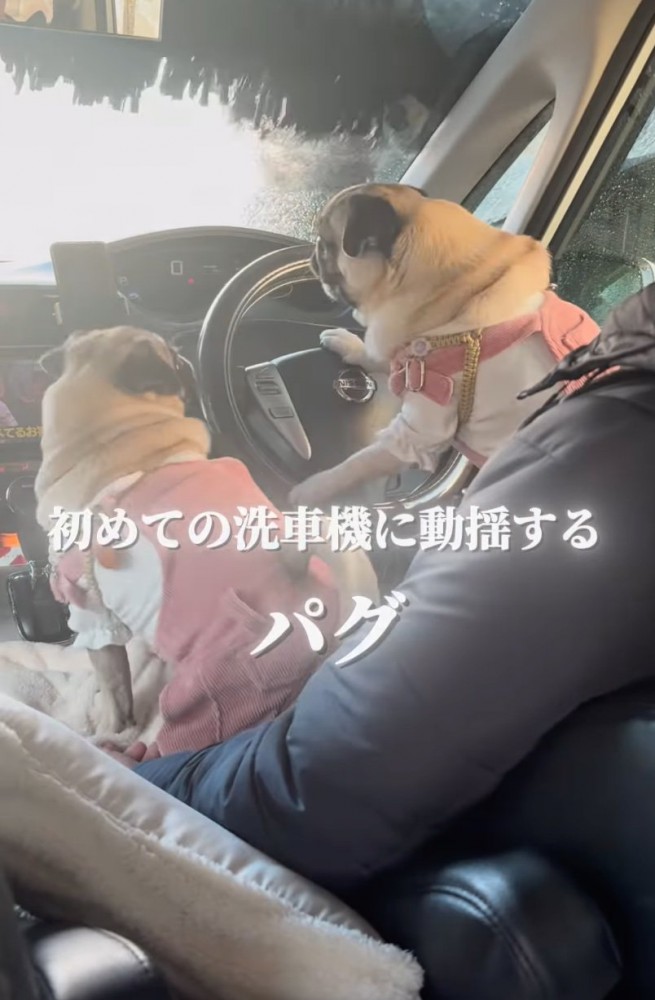 隣の犬に吠える