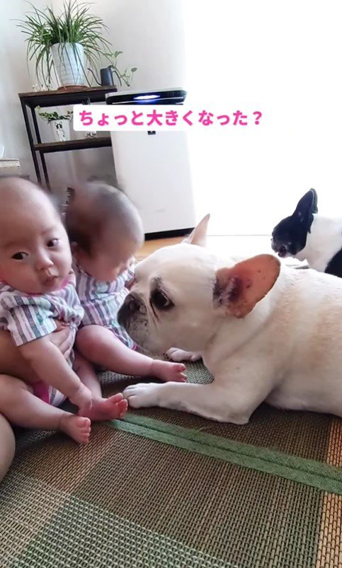 ココくんと双子の赤ちゃん4