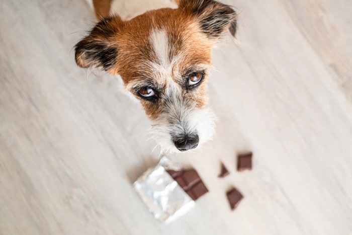 チョコレートのかけらと犬