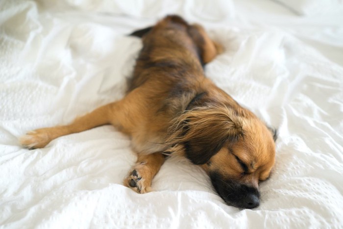 ベッドで気持ちよさそうに眠る子犬