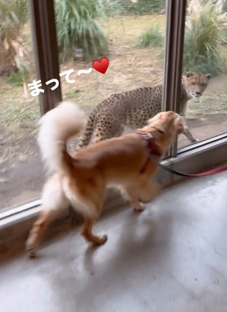 歩く犬とチーター