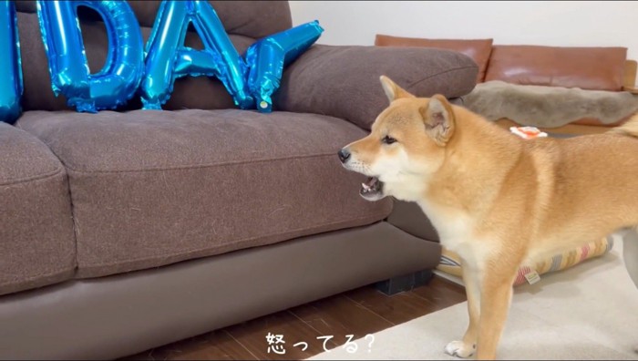 ソファに向かって吠えるオスの柴犬