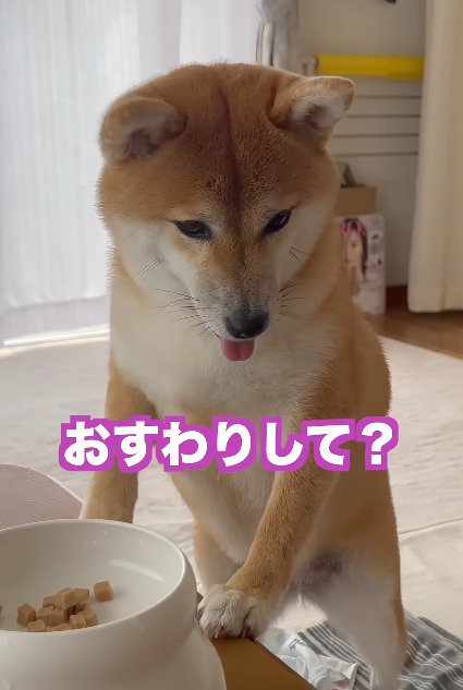 飼い主に声をかけられる犬