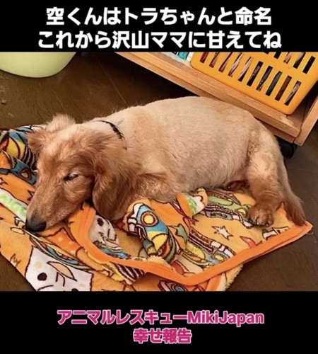 毛布の上で横になる犬