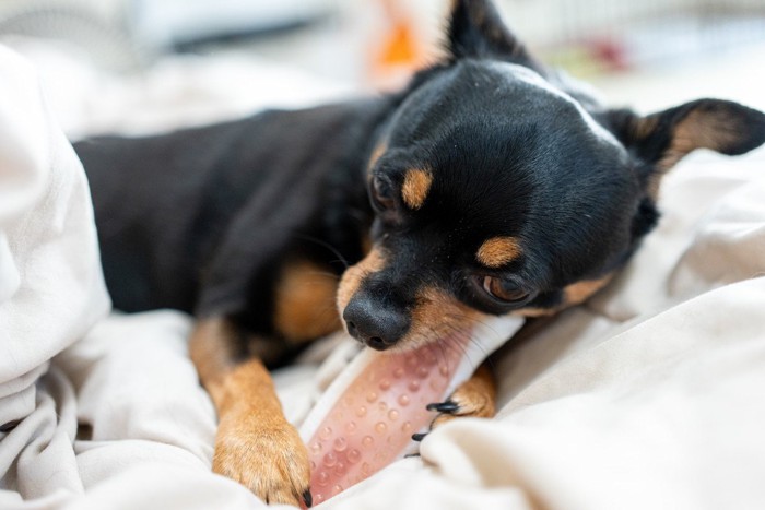 おもちゃを噛む犬