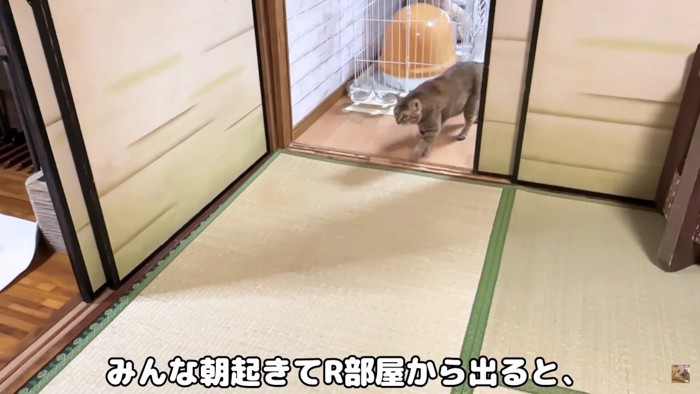 朝、猫たちが起きると…