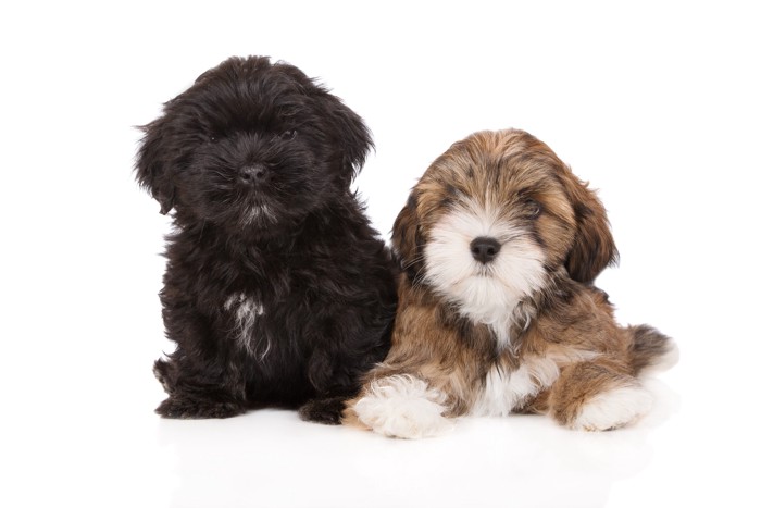 2頭並んで正面を見つめるラサアプソの子犬たち