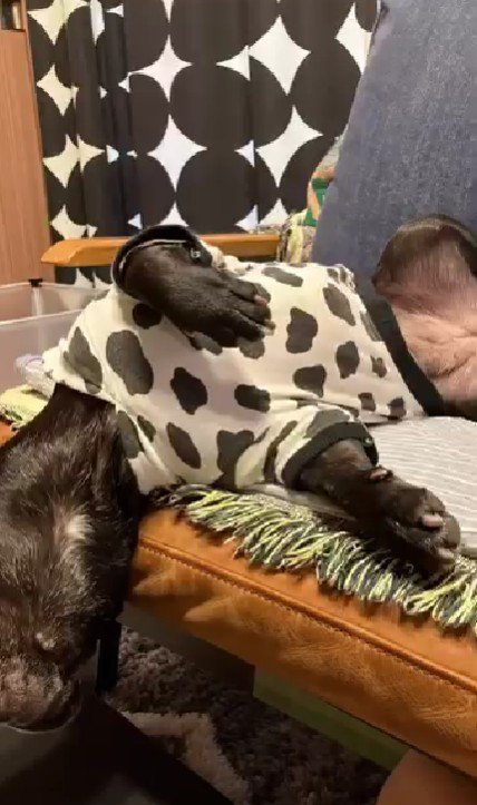 寝姿が人間みたい!?