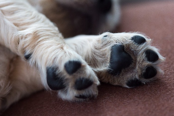 子犬の前足