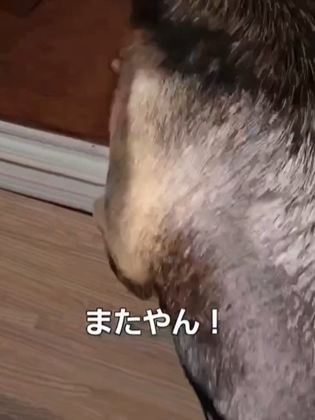 何かに気づいた犬