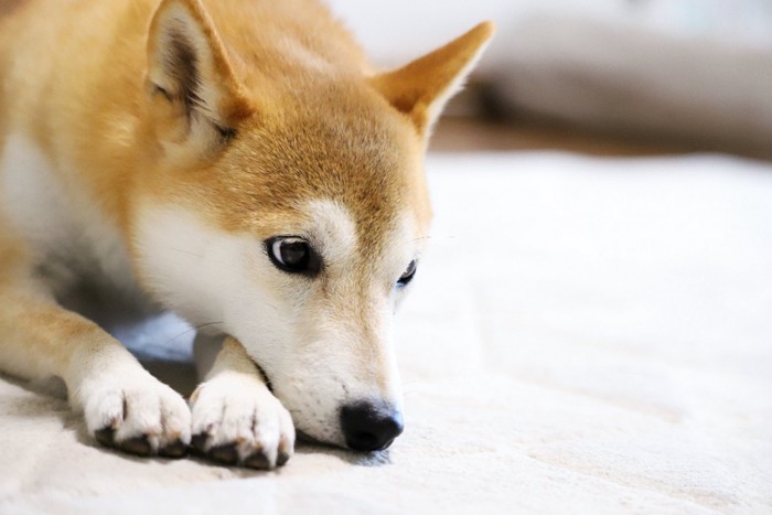 休憩中の柴犬