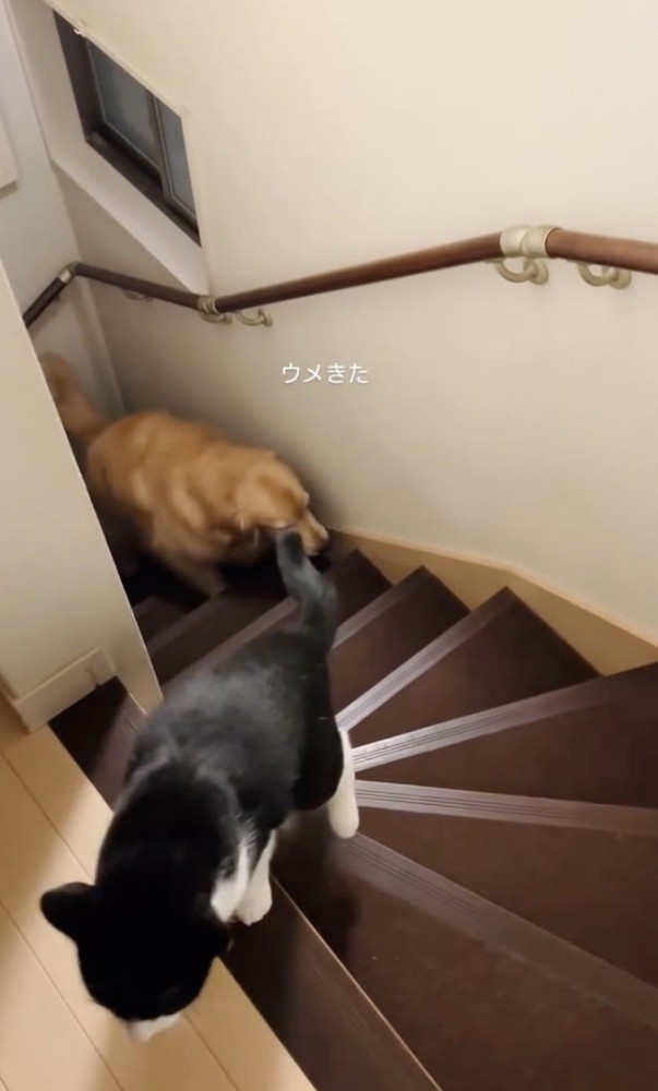 軽やかに2階へ