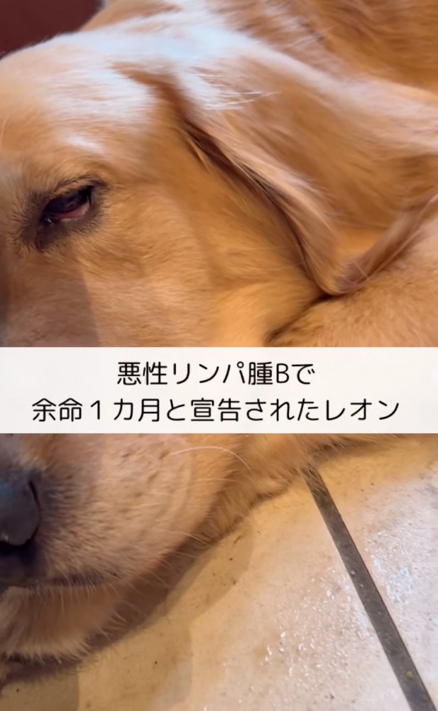 苦しそうに横たわる大型犬