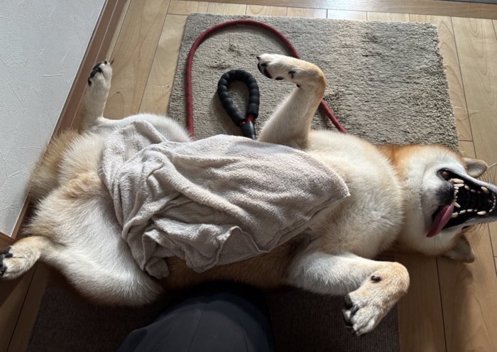 柴犬
