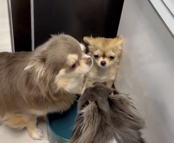 水飲み皿の奥で佇む犬