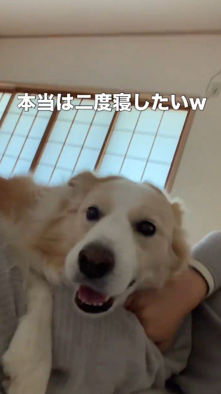 飼い主の上に乗ってカメラを見つめるボーダーコリー