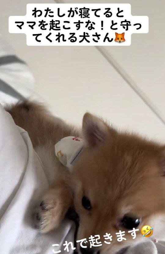 優しくて頼もしいチロルちゃんでした