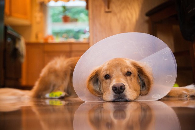 エリザベスカラーをつけて伏せている犬