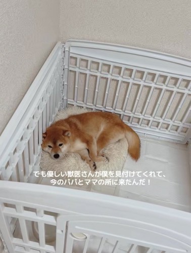隅で固まる柴犬