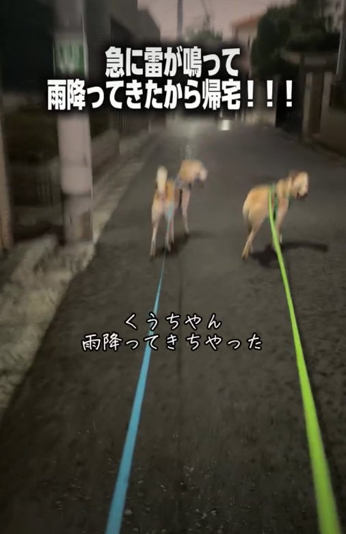 走る犬1